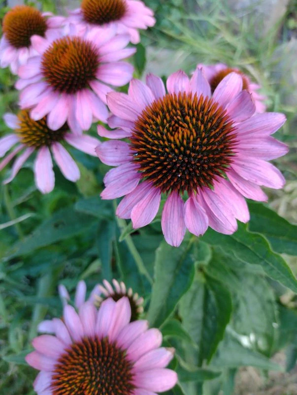 Echinacea purpurová