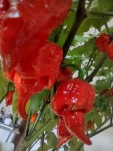 Čili pasta - Trinidad Moruga Scorpion
