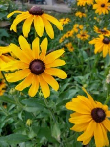 Rudbekia srstnatá