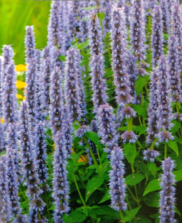 Agastache feniklová