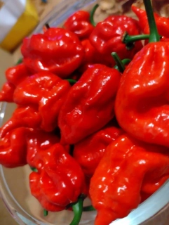 Čili semienka - Trinidad Moruga Scorpion